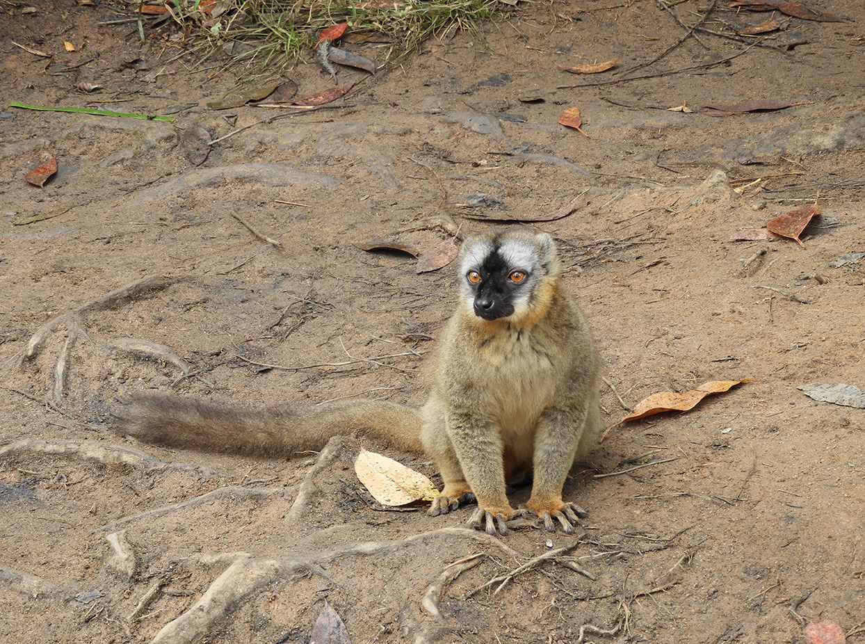 11 - Lemure Bruno - Madagascar