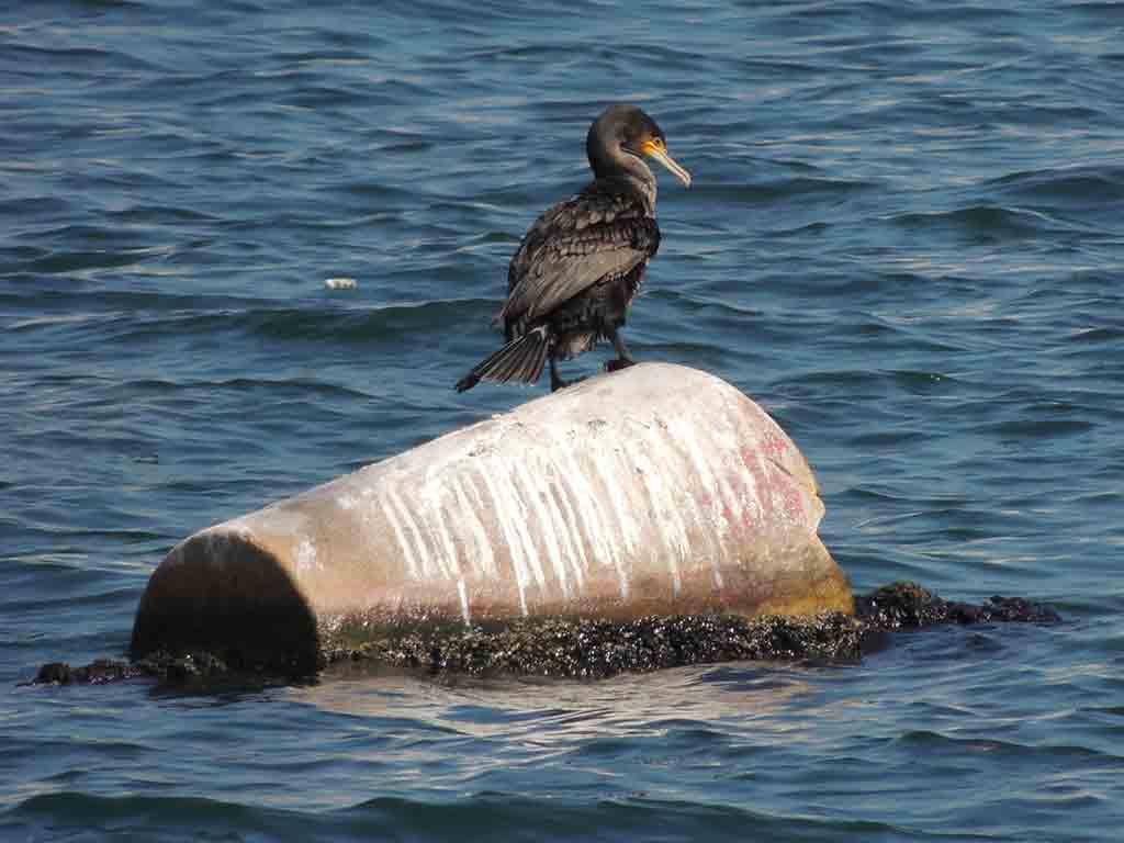 223 - Cormorano nel porto - Oman di Muscat