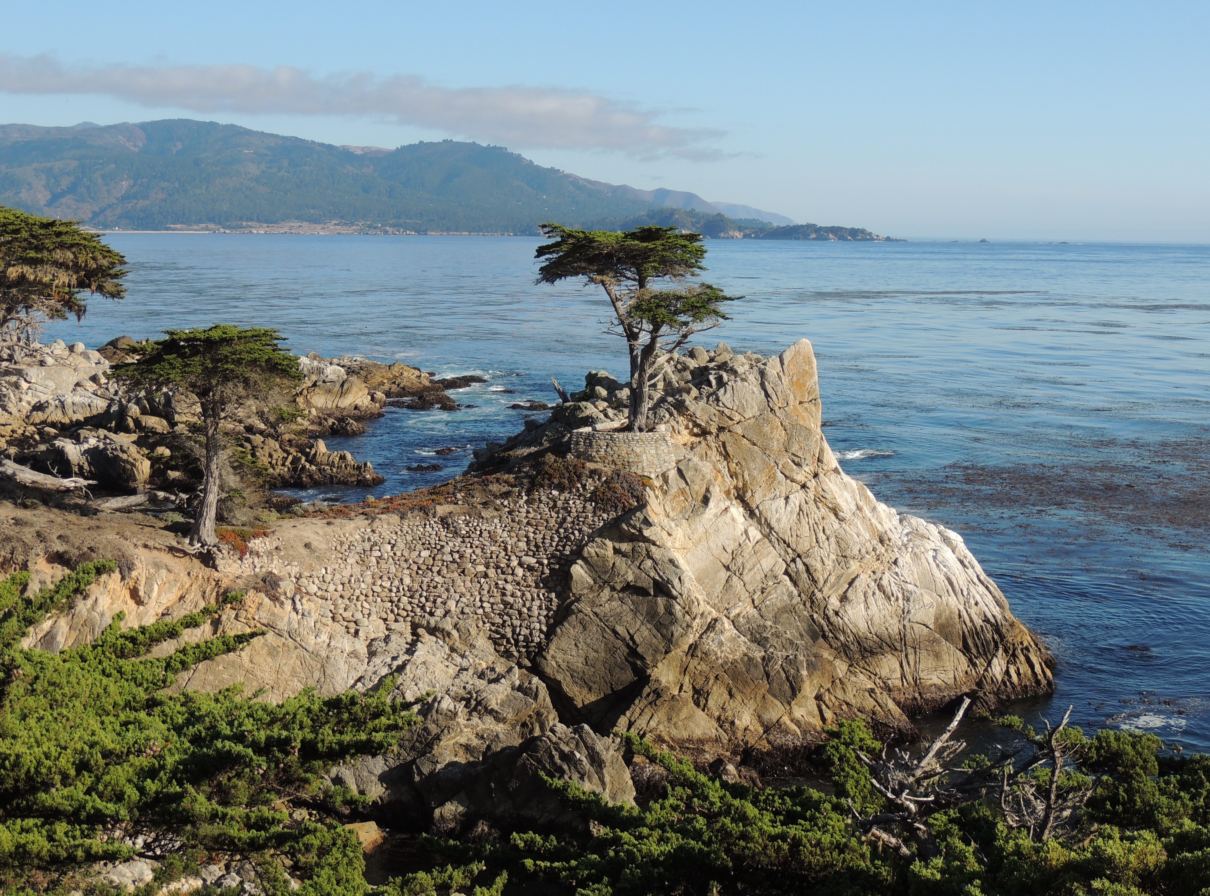 Cipresso solitario a Pebble Beach California - USA