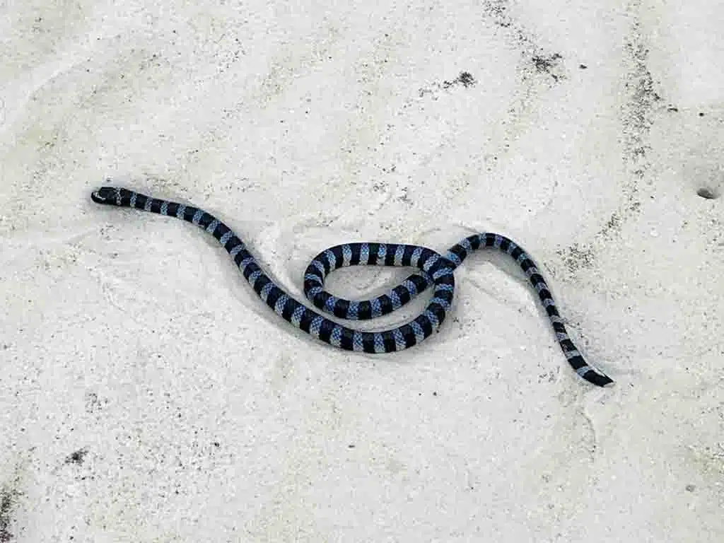 819 - Serpente marino all'isola di Bohol - Filippine