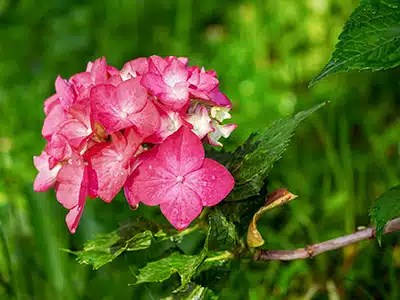RICERCA, PER PRODURRE FOGLIE E FIORI OCCORRE POCO OSSIGENO