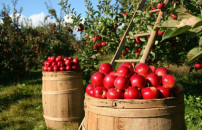 ORTOFRUTTA, IL SETTORE VALE 19 MILIARDI