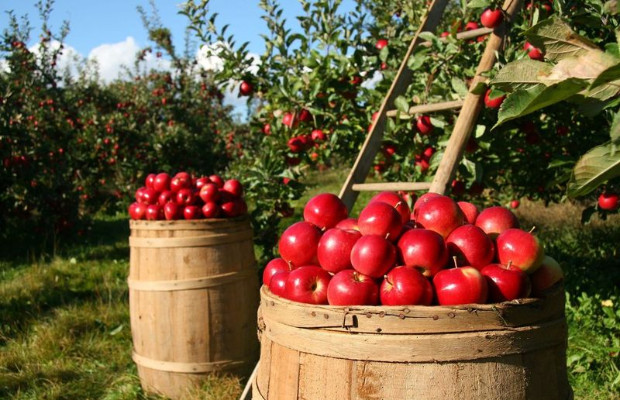 ORTOFRUTTA, IL SETTORE VALE 19 MILIARDI