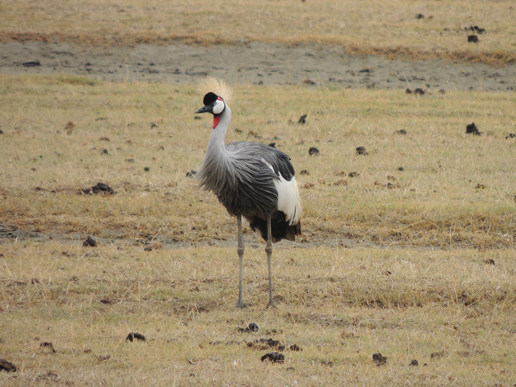 85 - Ngorongoro National Park - Tanzania