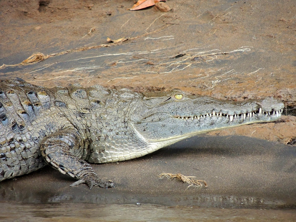 421 - Parco Tortuguero - Coccodrillo - Costa Rica