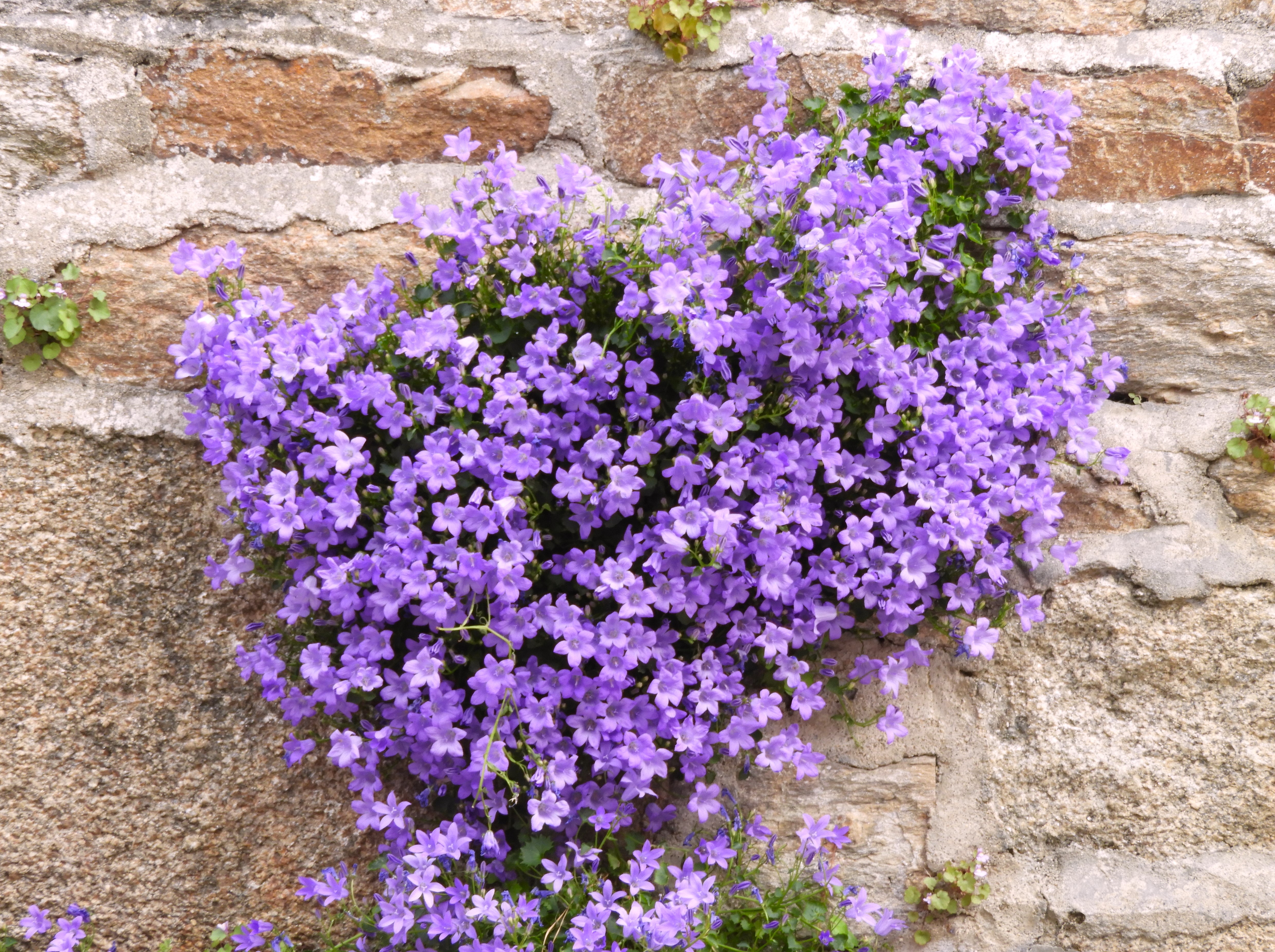 1198 - 016 - Fiori nel villaggio di Locronan - Francia