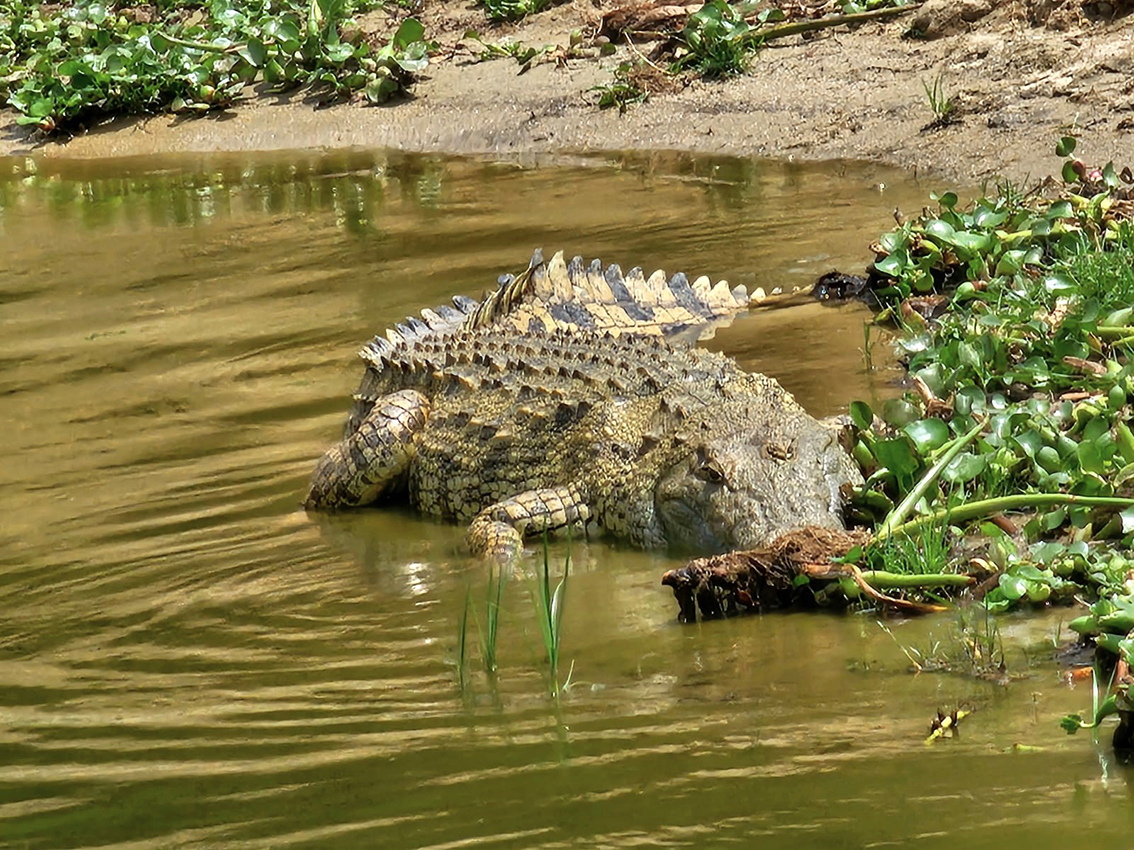 1153 - Coccodrillo - Uganda