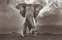 A Vicenza âLa grande saggezzaâ di Cristina Mittermeier