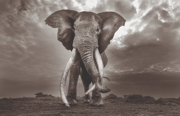 A Vicenza âLa grande saggezzaâ di Cristina Mittermeier