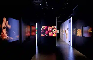 Italia-Cina, âEdo, Ergo Sumâ: arte culinaria in mostra