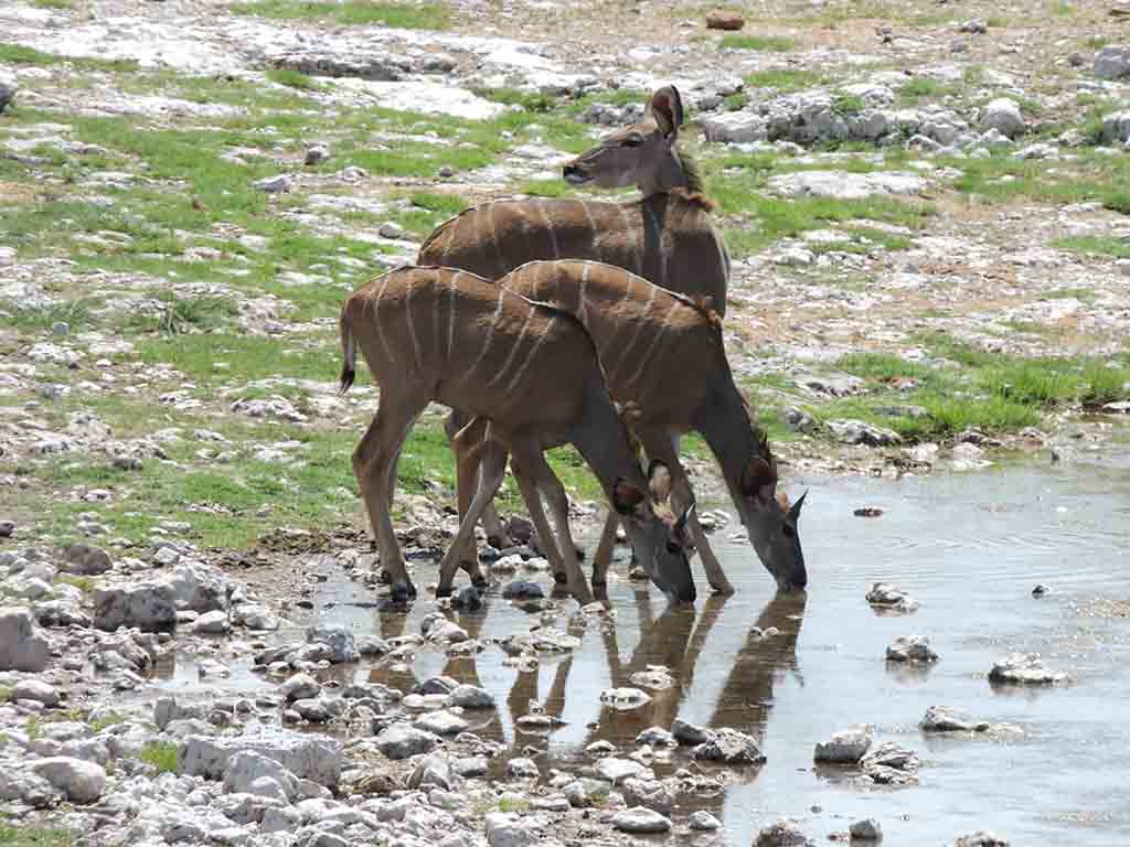 107 - Etosha National Park - Namibia