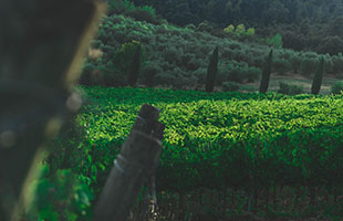 Al via la missione in Nigeria del Consorzio Vino Chianti