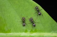 What ants reveal about urban biodiversity 