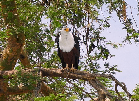 1158 - Aquila pescatrice - Uganda