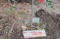L'ALBERO DELLA LEGALITAâ <BR> PER PAOLO BORSELLINO