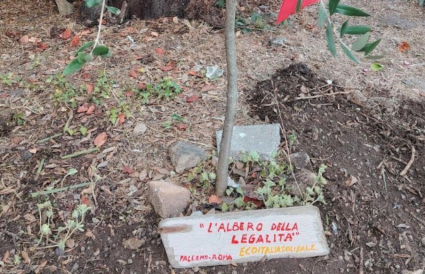 L'ALBERO DELLA LEGALITAâ <BR> PER PAOLO BORSELLINO