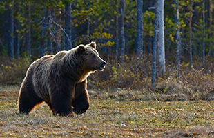 Una grave disfunzione cellulare minaccia l'orso marsicano