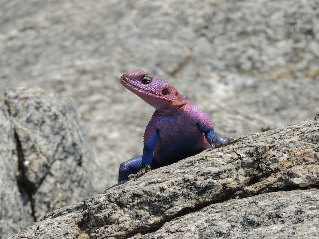 88 - Serengeti National Park - Tanzania