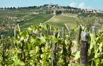 Panorami, reperti etruschi e vini tra le dolci colline del Chianti