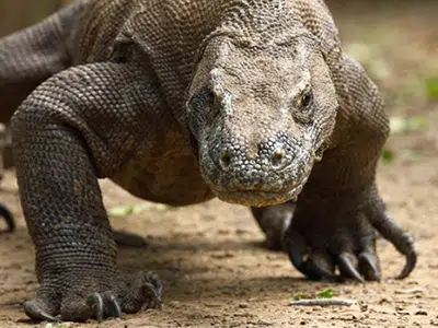 RICERCA: DRAGO DI KOMODO, RICOSTRUITO LâIDENTIKIT DEL DNA