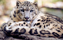 LEOPARDO DELLE NEVI <BR> LA SPECIE E' A RISCHIO