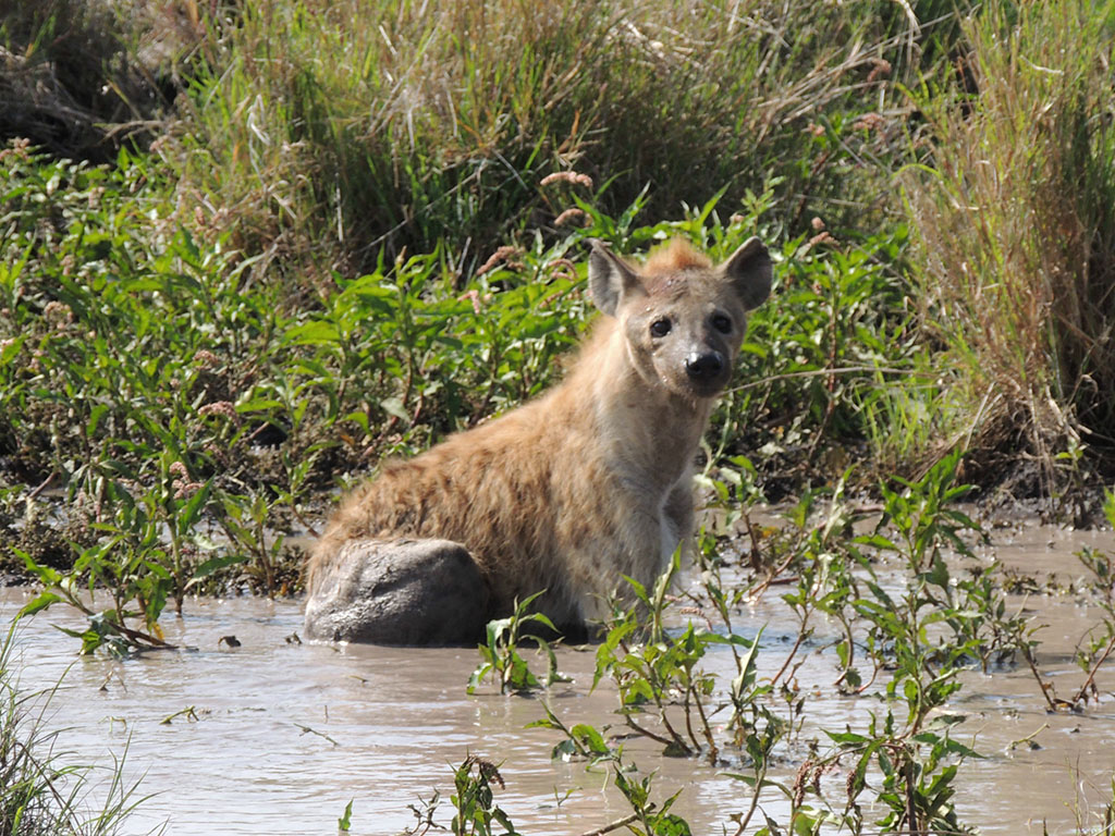 93 - Serengeti National Park - Tanzania