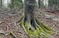 Gli italiani in Europa <br> e la missione cristiana   