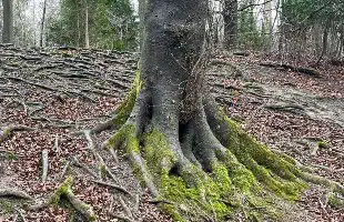 Gli italiani in Europa <br> e la missione cristiana   