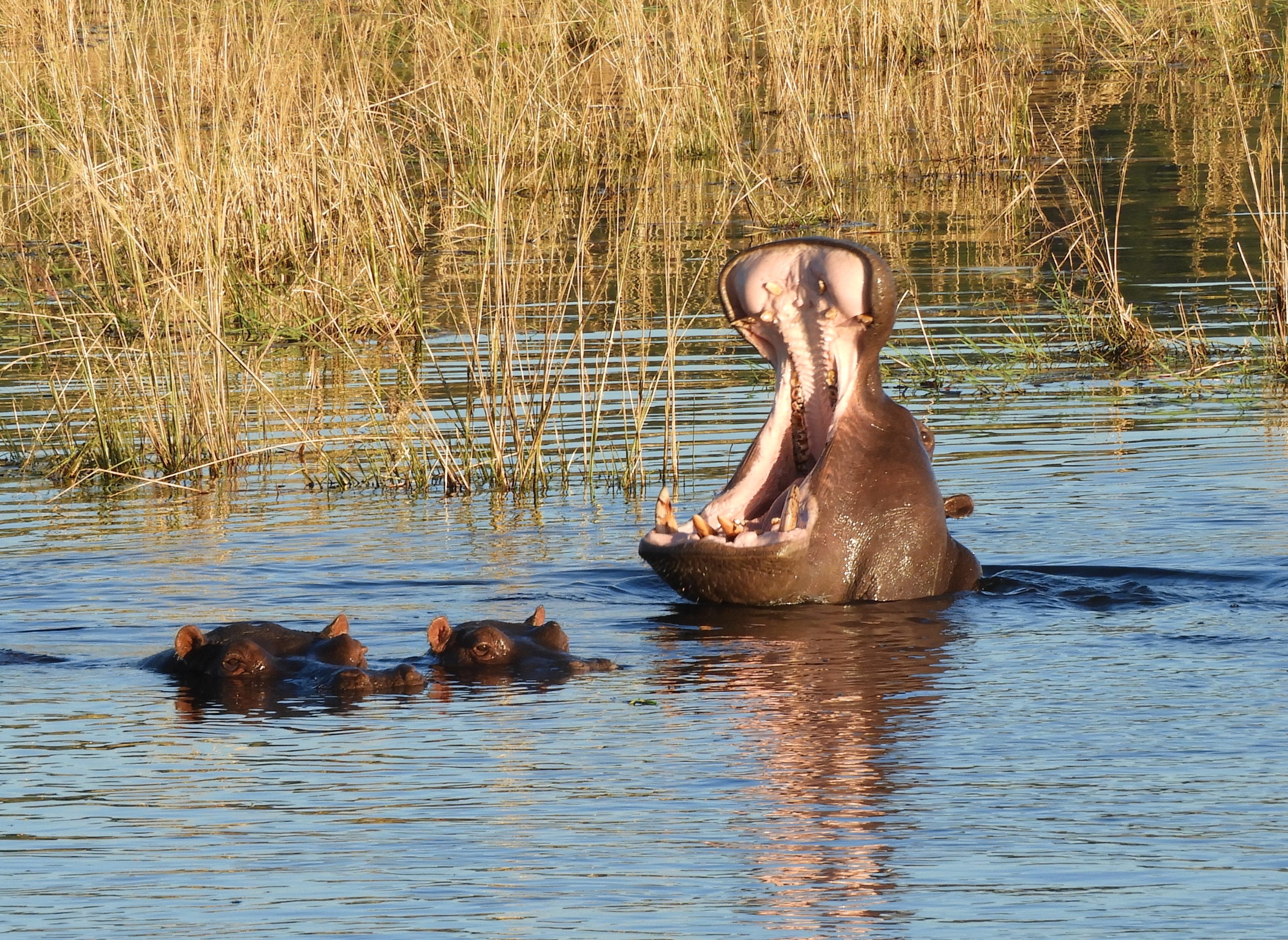 Coccodrilli nel fiume Zambesi - Botswana