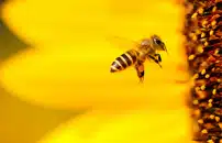 Honeybees and wild bees: glacier retreat may impact disease spread among pollinators