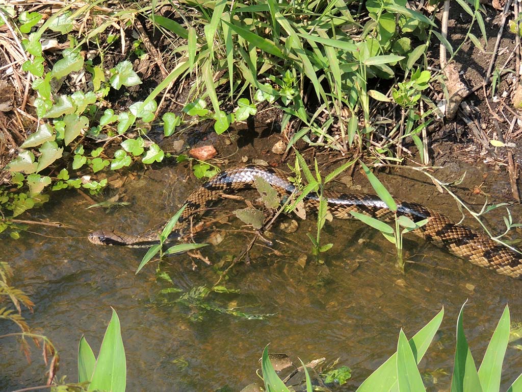 516 - Parco Nazionale del Pantanal - Brasile