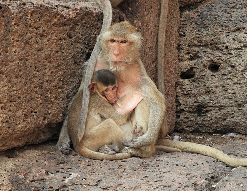 1090 - Macachi presso il tempio indu Phra Prang Sam Yod a Lopburi - Thailandia