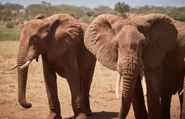 GIORNATA ELEFANTE, <BR> SPECIE MINACCIATA