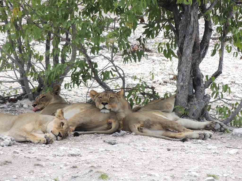 106 - Etosha National Park - Namibia