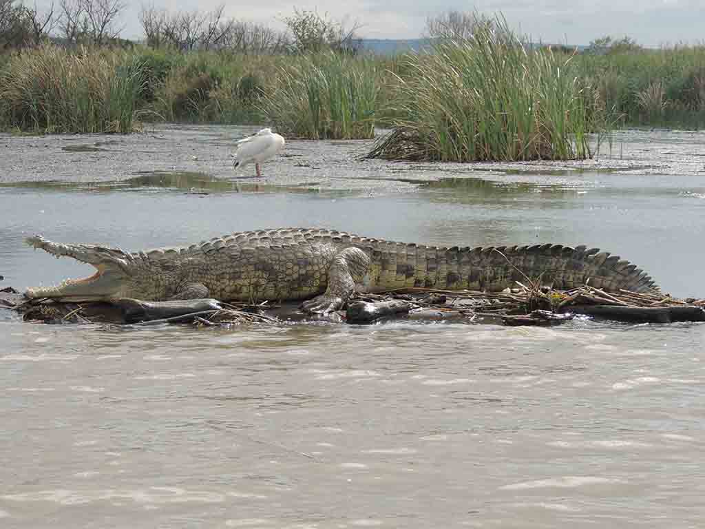 187 - Lago Chamo - Etiopia