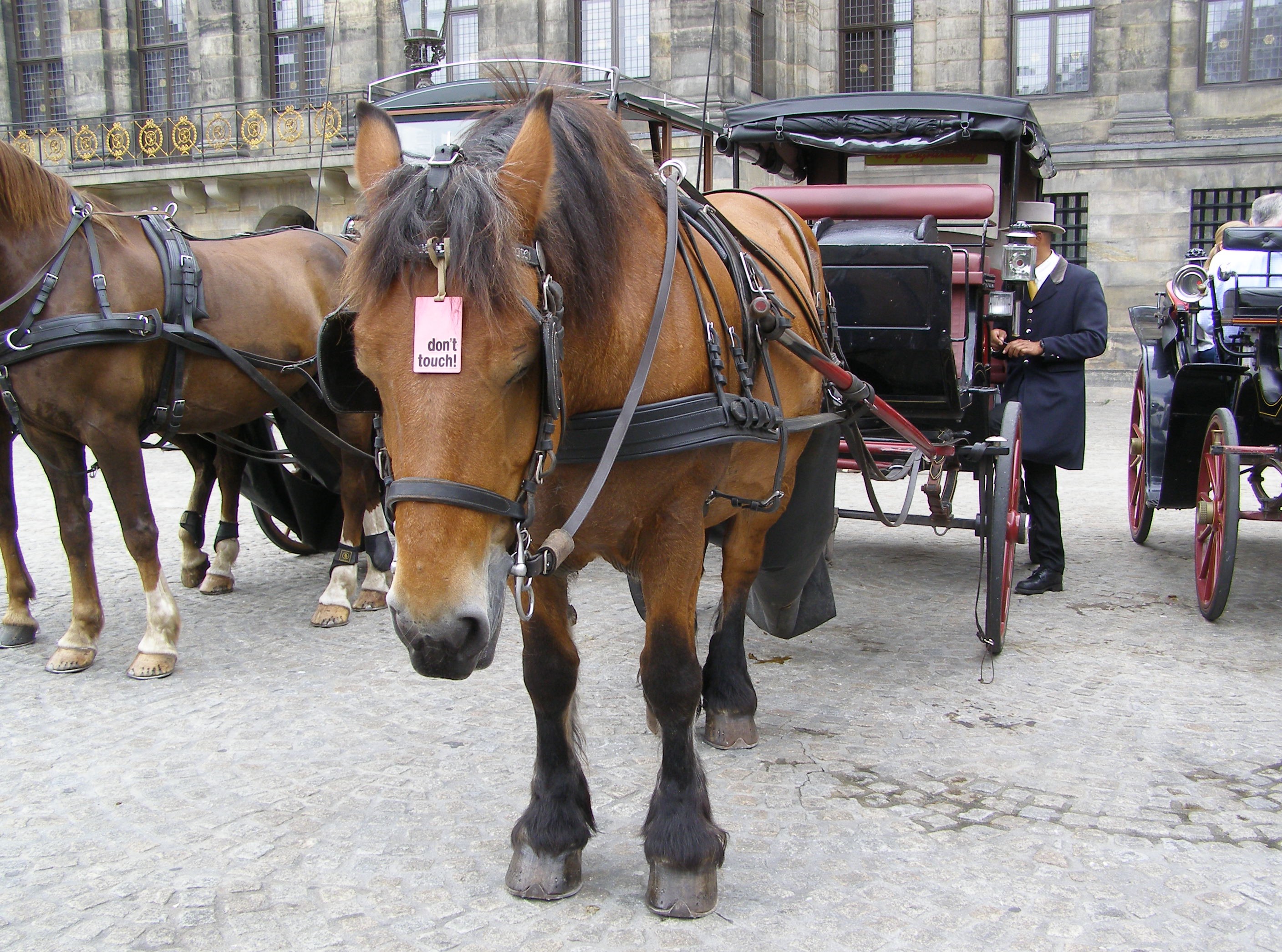 Don't touch il cavallo con carrozza - Olanda