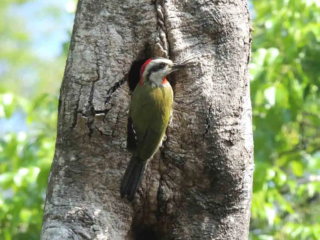 172 - Parco di Topes de Collantes - Cuba