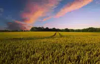 PNRR: +3 MLD PER IL SETTORE AGRICOLO