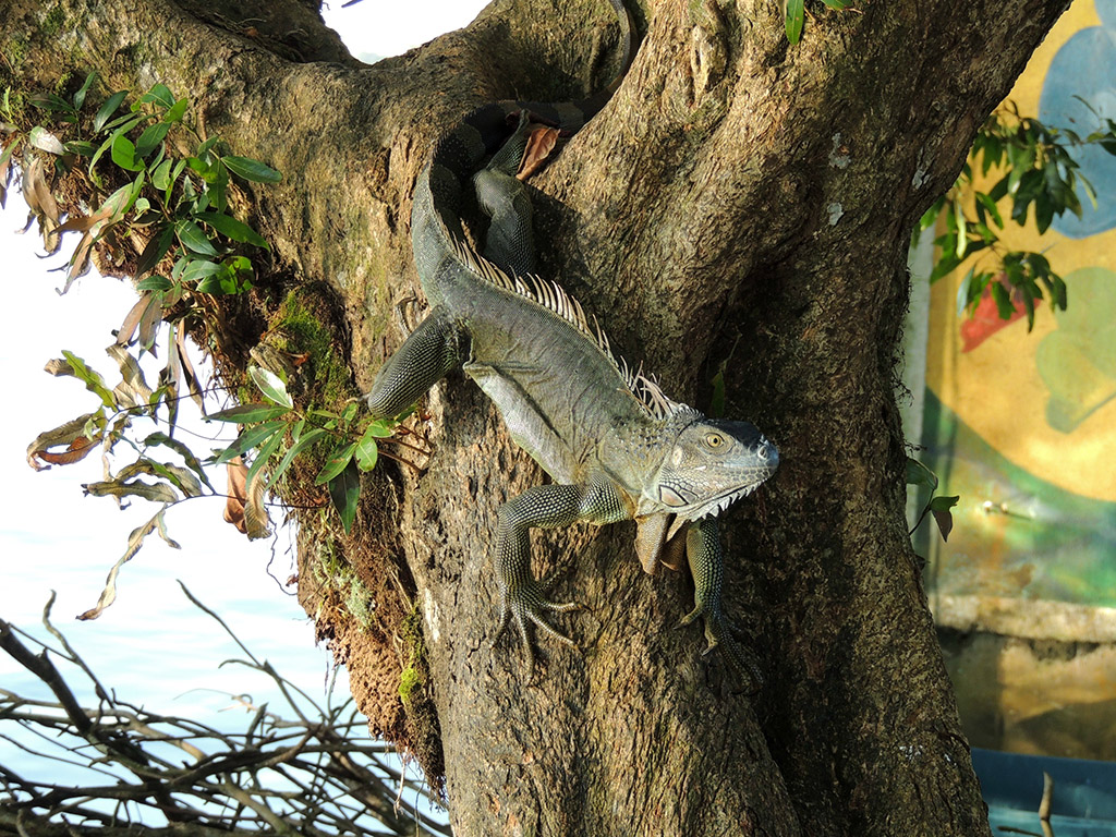 408 - Parco Tortuguero - Iguana - Costa Rica