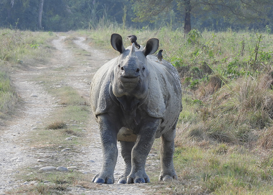   Rinoceronte nel Parco Nazionale di Chitwan - Nepal