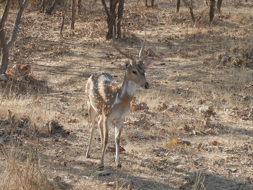 018 - Cervo maculato presso il Sasan Gir National Park - Gujarat