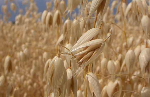 CONSUMI, BOOM DI AVENA <BR> E ANACARDI  