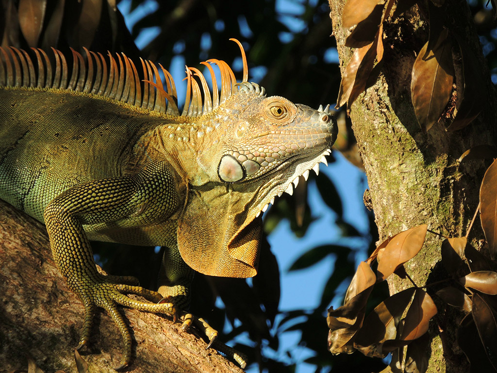 410 - Parco Tortuguero - Iguana - Costa Rica