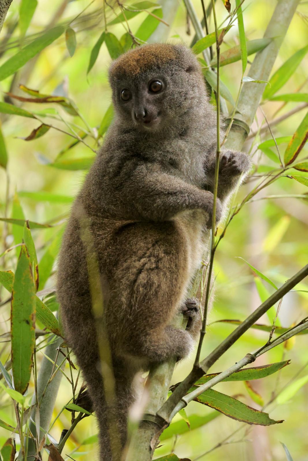 02 - Lemure del bambÃ¹ - Madagascar