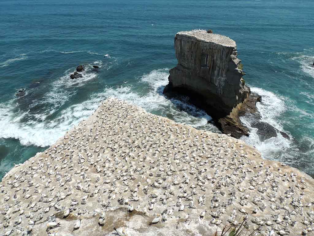 853 - Parco Muriwai con la sua colonia di gannet - Nuova Zelanda