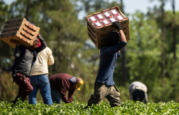 AGRICOLTURA, MINISTERI <BR> CONTRO CAPORALATO