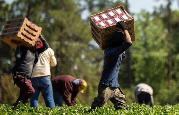 IN ITALIA LAVORO <BR> MINORILE PER 1 SU 15  