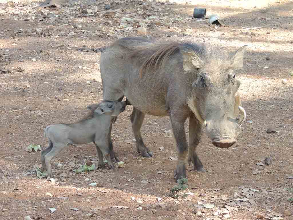 218 - Wassadou parco Niokolo Koba - Senegal