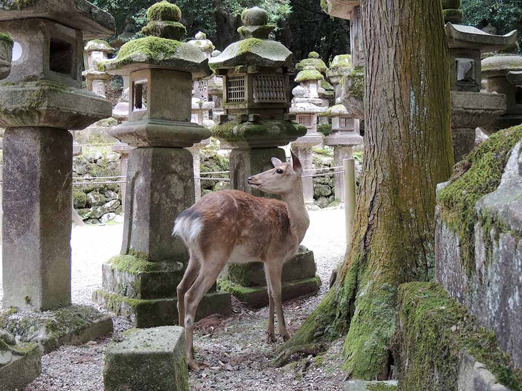 300 - Santuario di Kasuga - Giappone