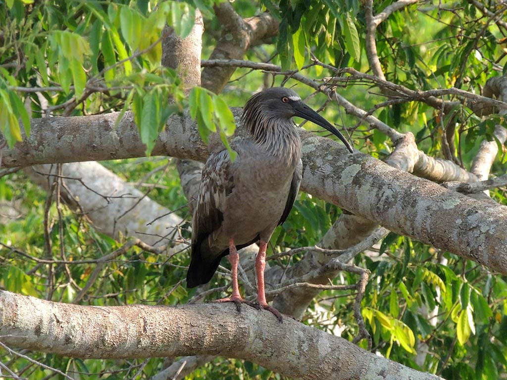 515 - Parco Nazionale del Pantanal - Brasile